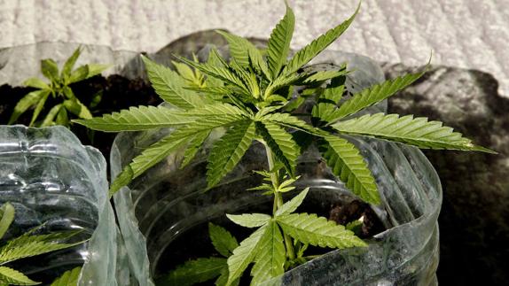 Podemos defiende la legalización del cannabis en Asturias