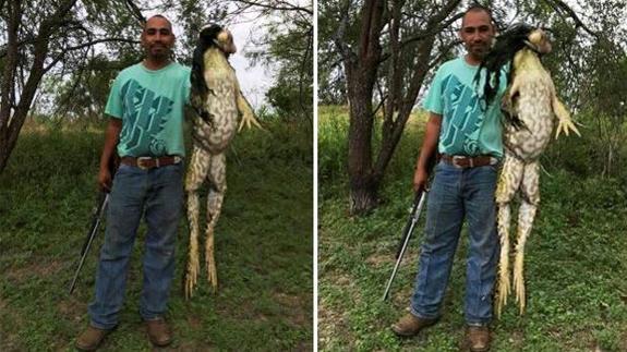 Facebook 'descubre' a la gigantesca rana goliat | El Comercio: Diario ...