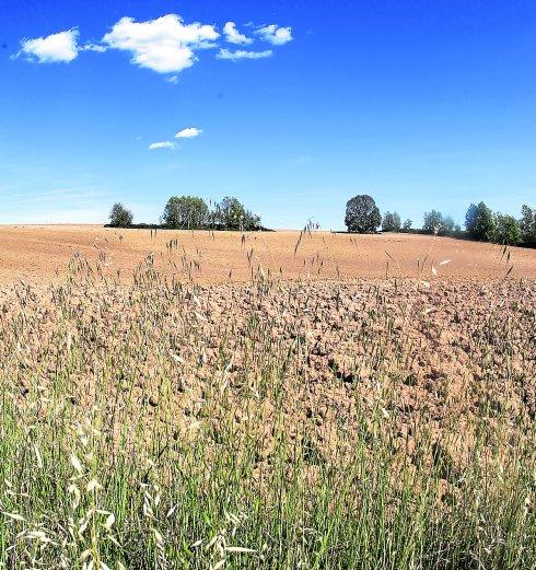 Terrenos afectados por la sequía en Tarna, en el suroccidente asturiano. 