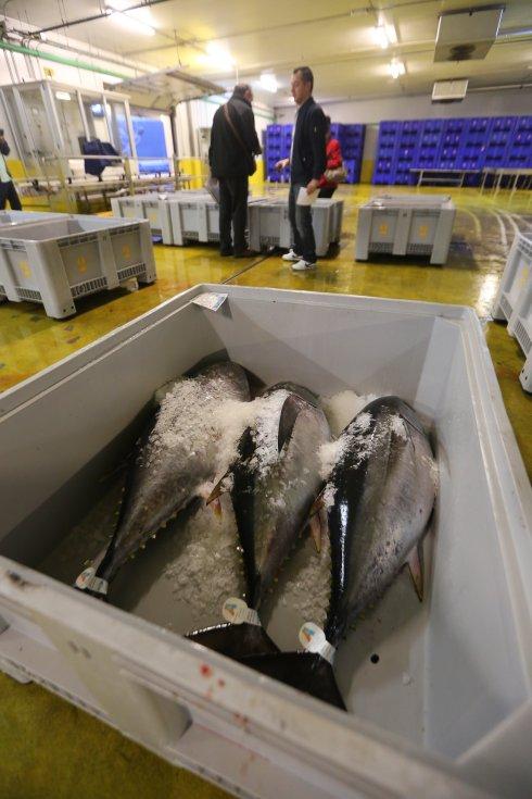 Bonito rulado en Avilés el 2 de junio, el primero de la temporada en Asturias. 