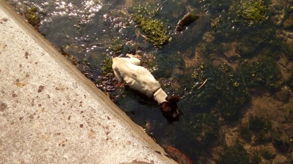 La última vez que vieron a la perra fue en la ría de Llanes. 