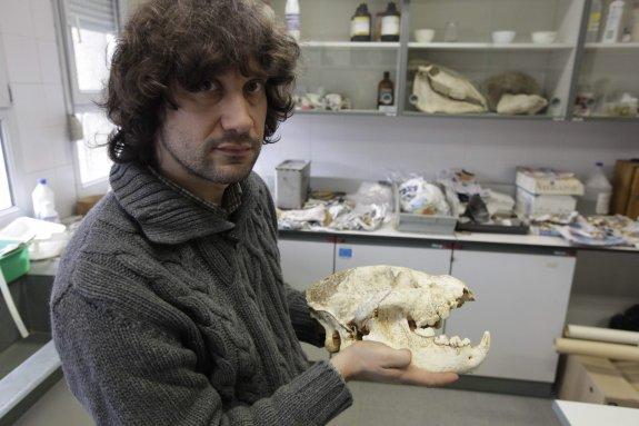 Diego Álvarez Lao con uno de los cráneos recuperados de la cueva en una imagen de archivo. 