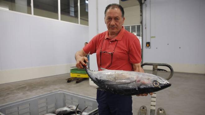 La Lonja de Gijón ha rulado hoy los primeros 3.500 kilos de bonito de la temporada
