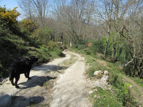 Cerca de Següencu, en Pozabal, calzada hormigonada en las rodadas. 
