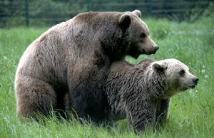 Furaco en una de las últimas cubriciones a Tola. ::
FUNDACIÓN OSO