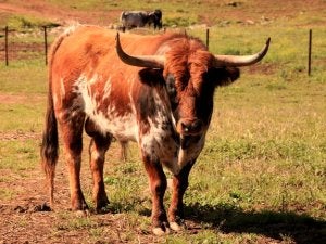 El avilesino que rescató a una raza