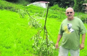 Bernardino Prieto ante una fila de tres manzanos talados en su finca de El Mercader, en Vibaño. ::                             G. F. B.