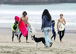 Los perros vuelven a la playa en octubre