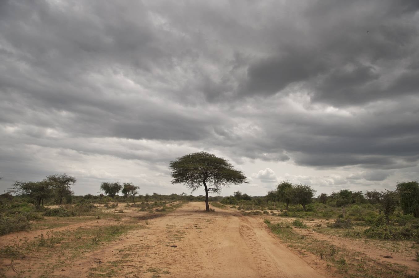 Acacia en tierra Hamer.