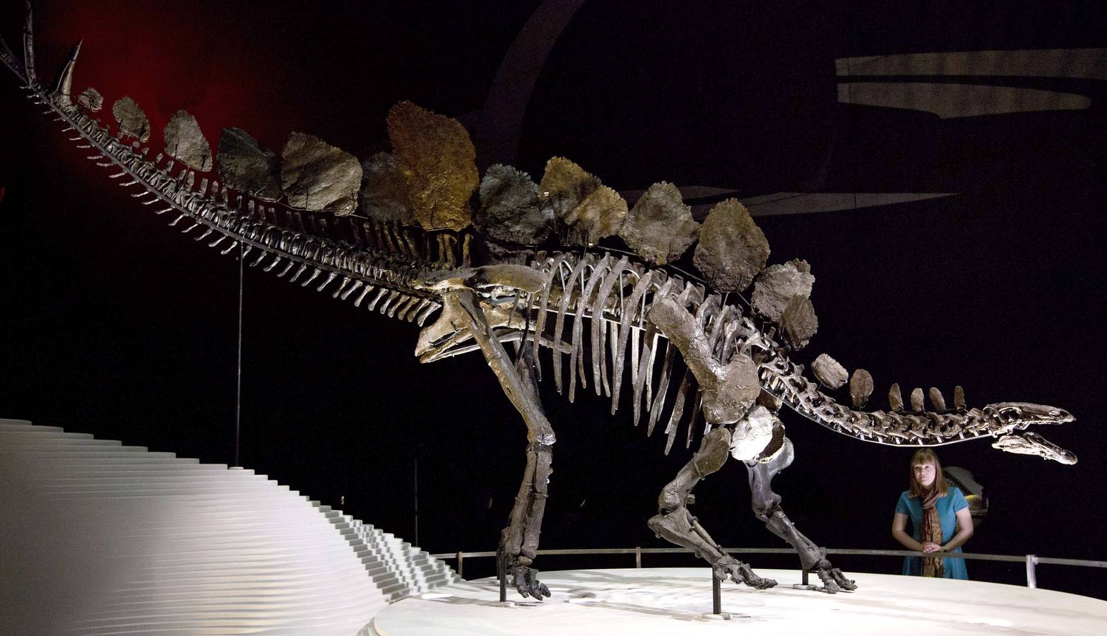 El esqueleto más completo del Stegosaurus