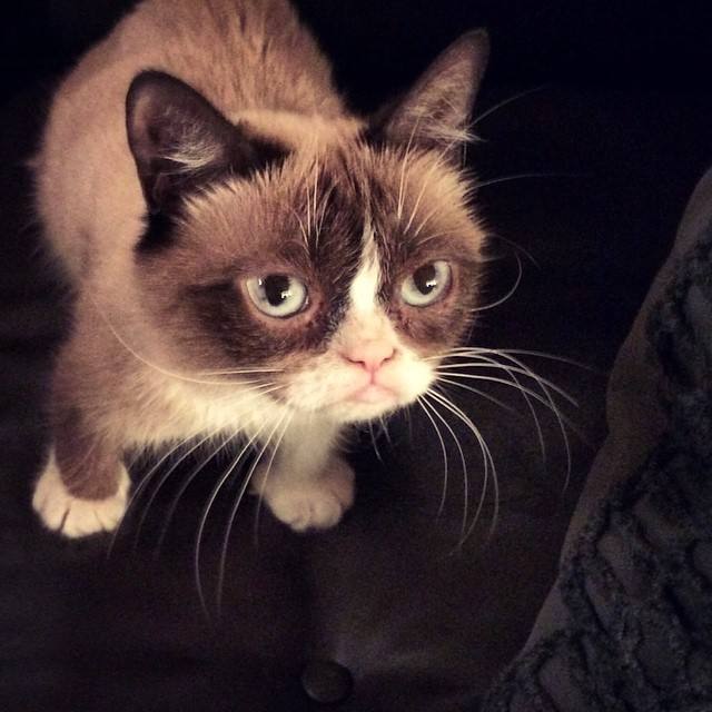 La gata gruñona que hizo que su dueña ganara 80 millones de euros