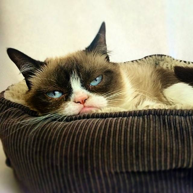 La gata gruñona que hizo que su dueña ganara 80 millones de euros