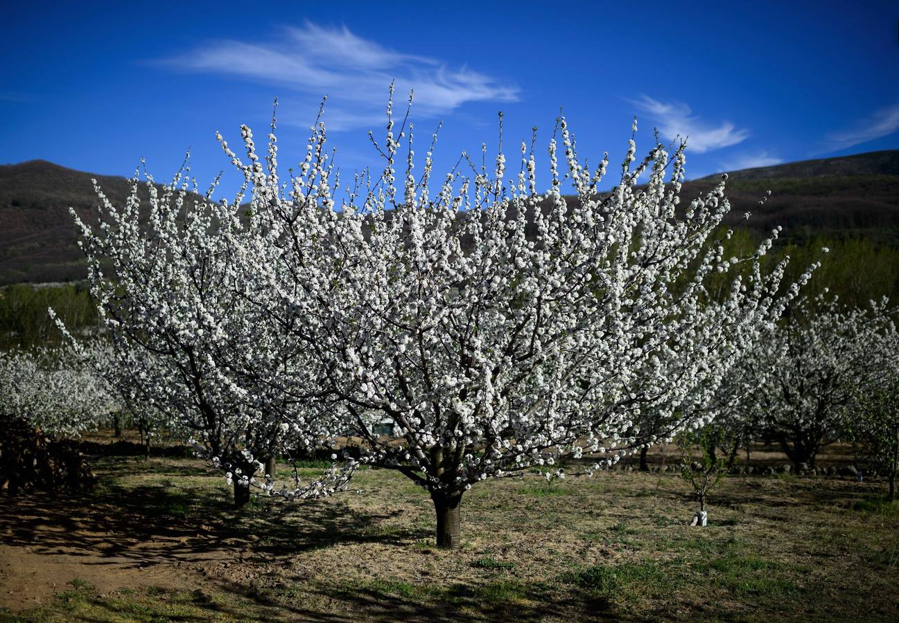 El regalo del Valle de Jerte