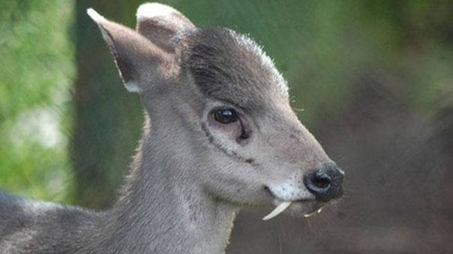 El ciervo de copete (Elaphodus cephalophus). 