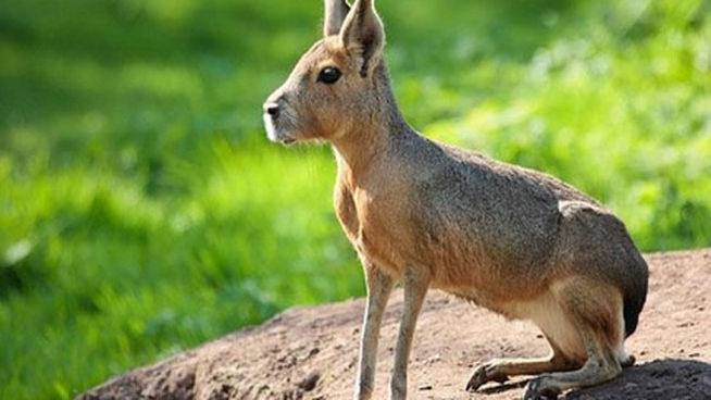 Mara patagónica (Dolichotis patagonum). 