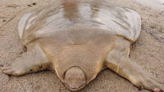 La tortuga de Cantor (Pelochelys cantorii). Los científicos descubren nuevas especies de animales cada año, sumándolas a las 1.367.555 ya identificadas. Muchas de ellas son difíciles de ver. Otras, en cambio, pueden observarse si prestamos atención.Estas son diez de las criaturas más extrañas y desconocidas.