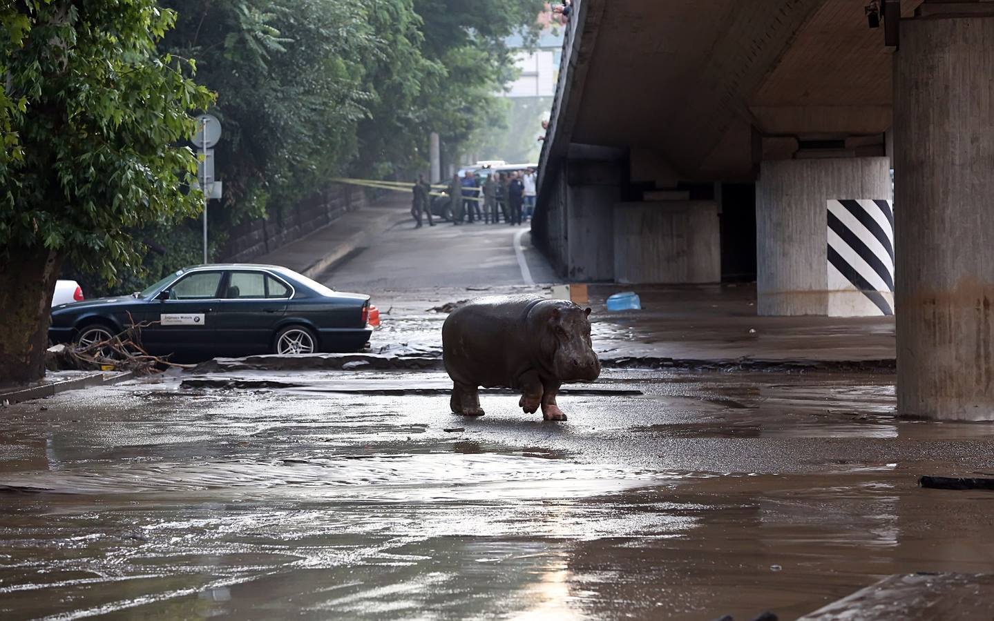 Las fieras del zoo, de &#039;paseo&#039; por el centro de Tiflis