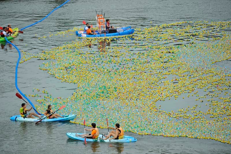 Miles de patos surcan la ría