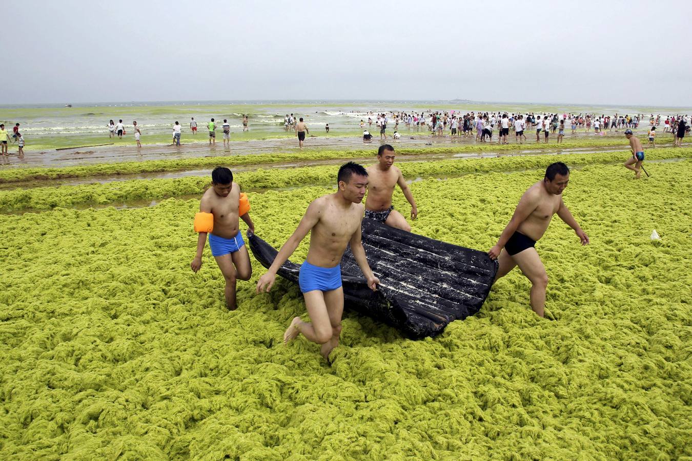 Las algas toman la playa china de Qingdao