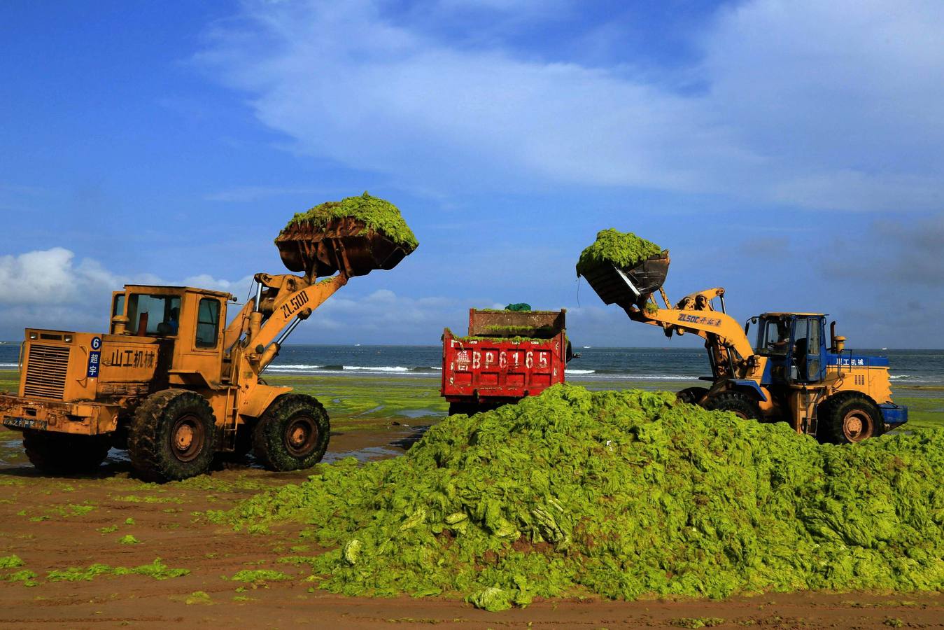 Las algas toman la playa china de Qingdao