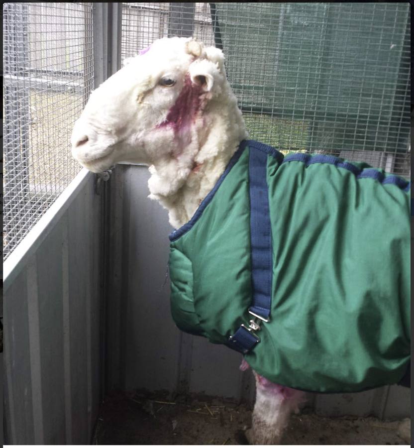 Récord mundial: una oveja con 42 kilos de lana