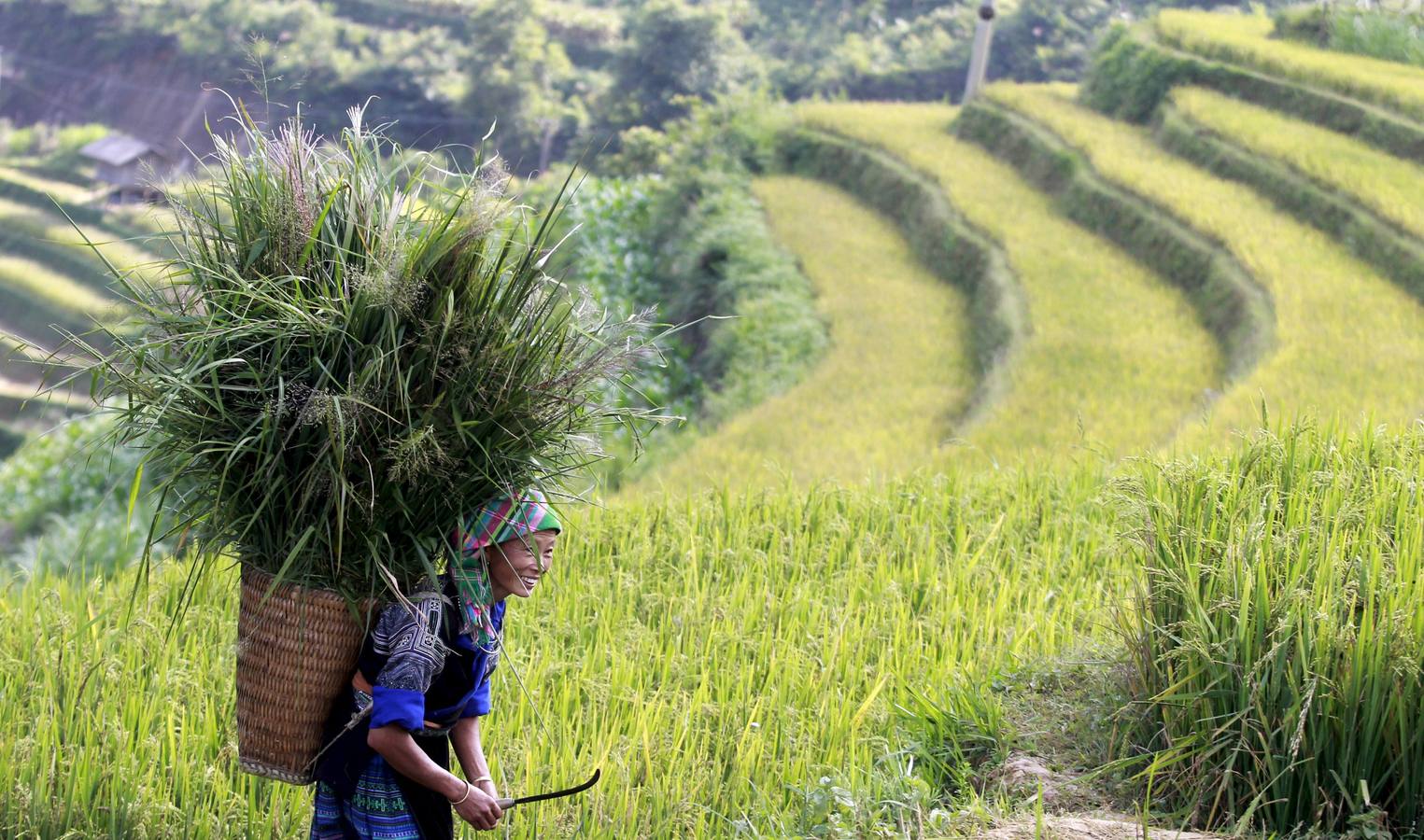 La cosecha del arroz en Vietnam