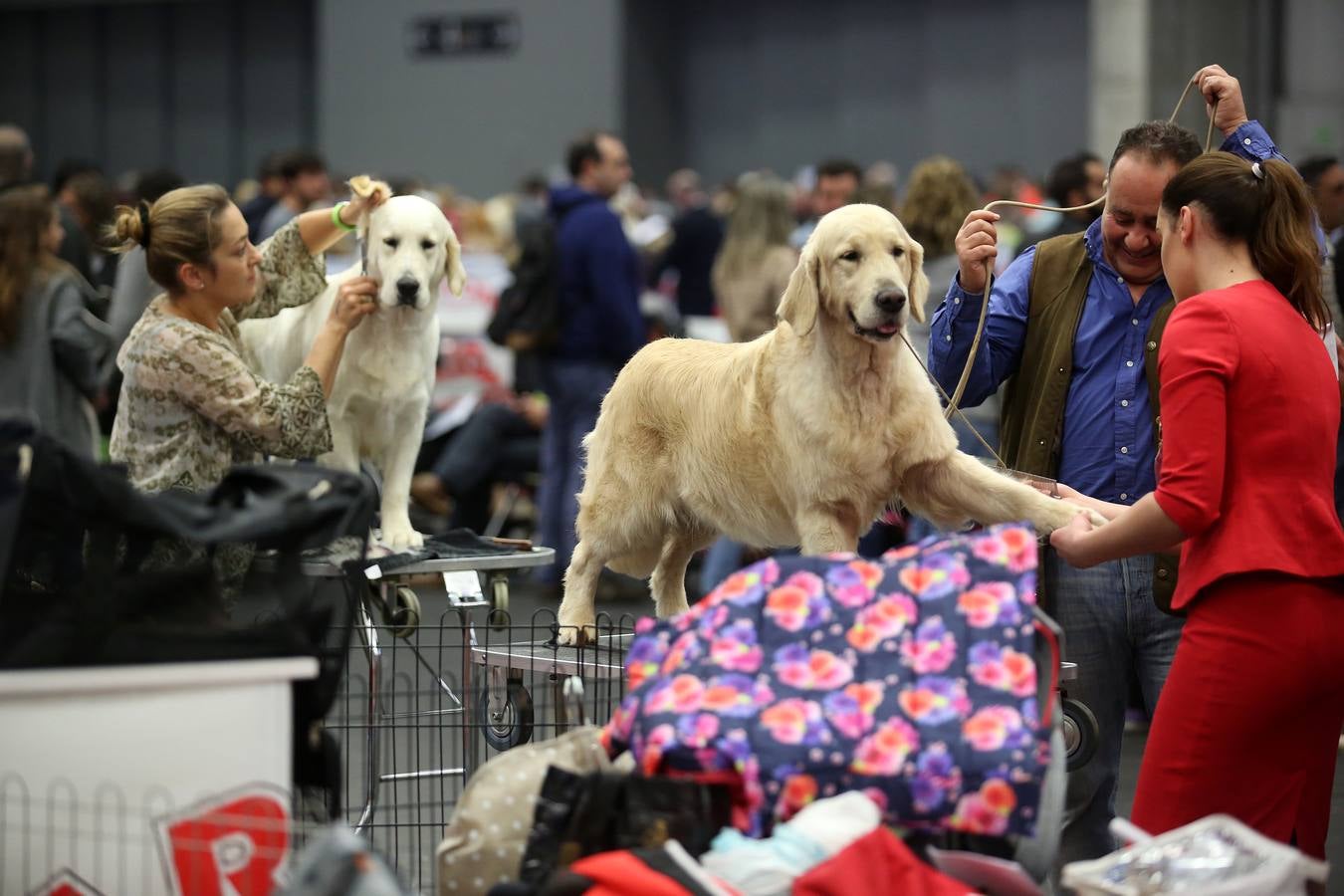 Más de 4.000 perros se dan cita hoy en el BEC