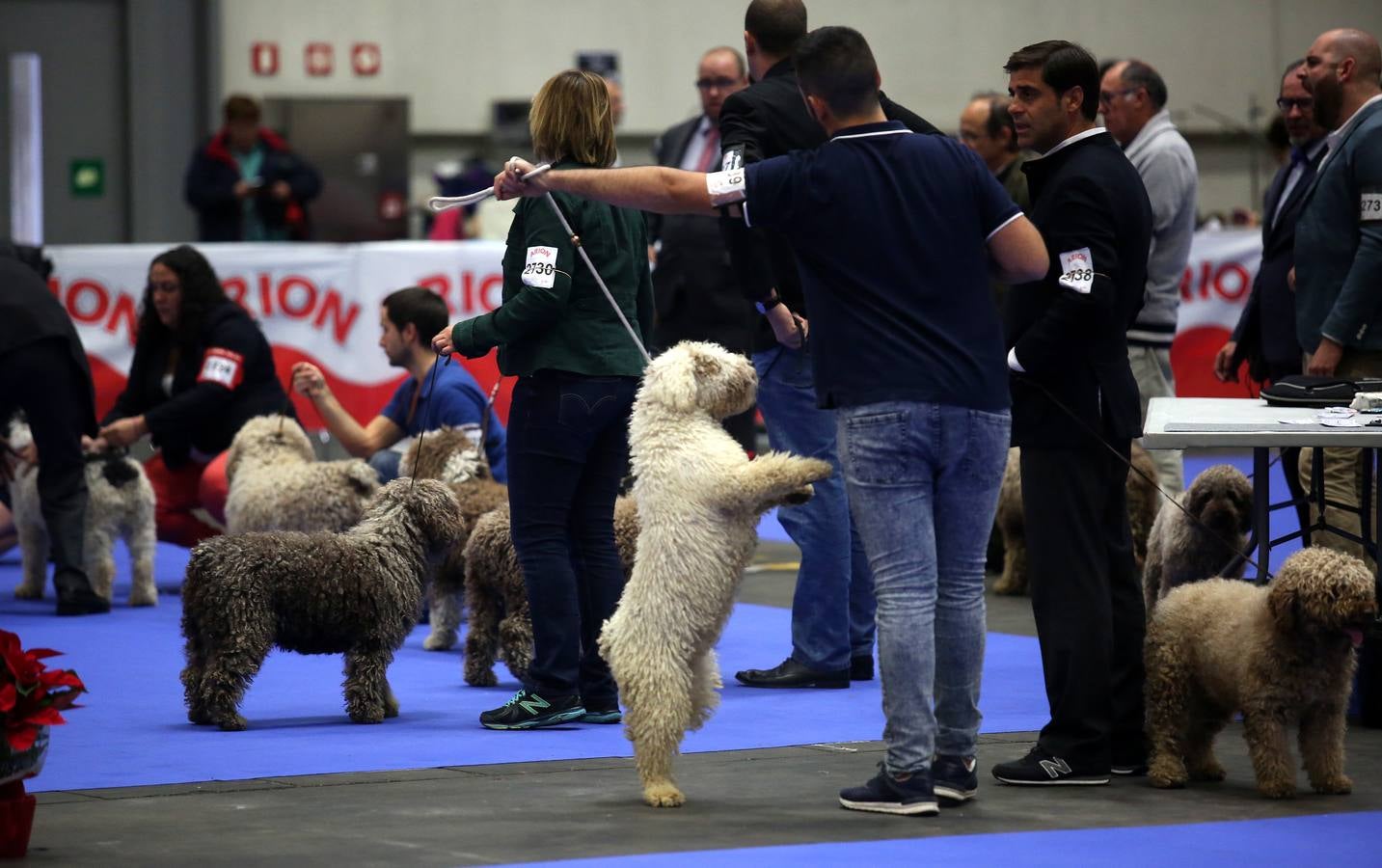 Más de 4.000 perros se dan cita hoy en el BEC