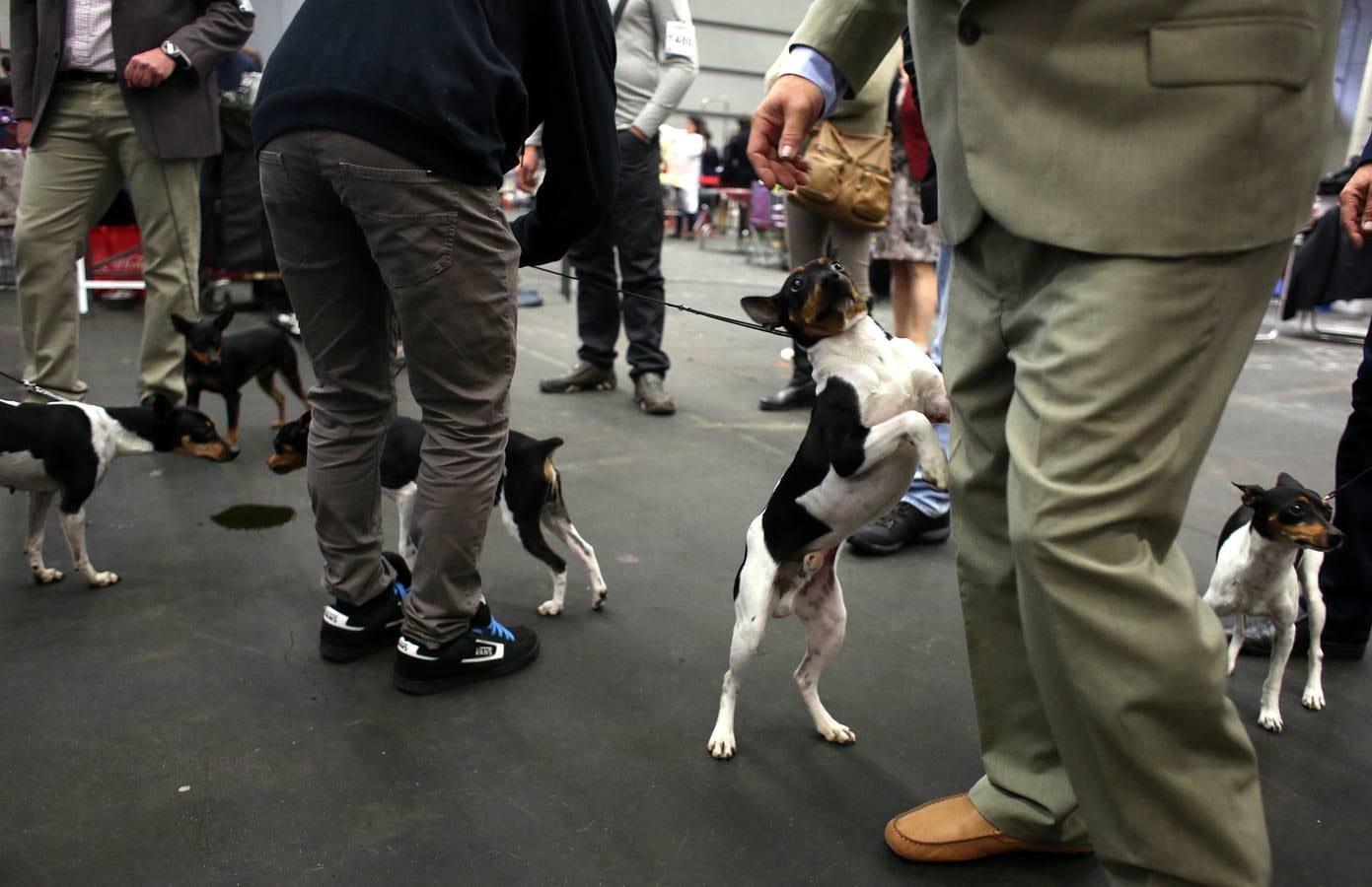 Más de 4.000 perros se dan cita hoy en el BEC