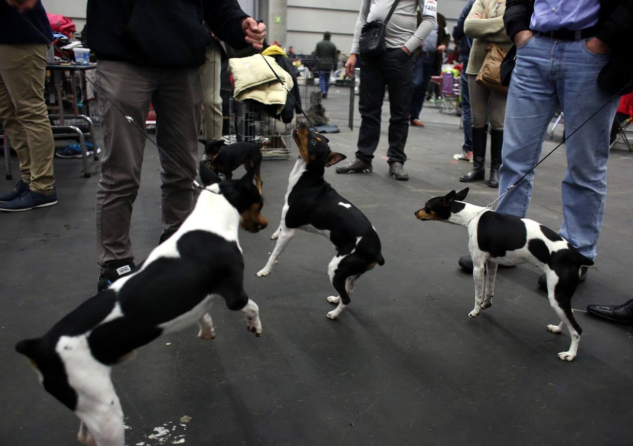 Más de 4.000 perros se dan cita hoy en el BEC