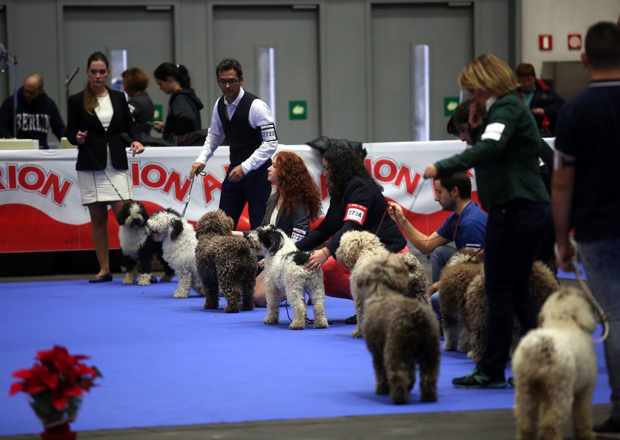 Más de 4.000 perros se dan cita hoy en el BEC