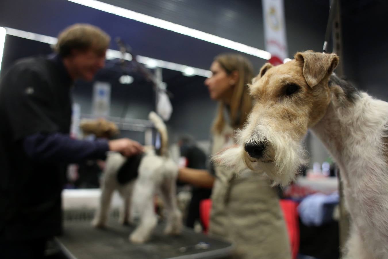 Más de 4.000 perros se dan cita hoy en el BEC