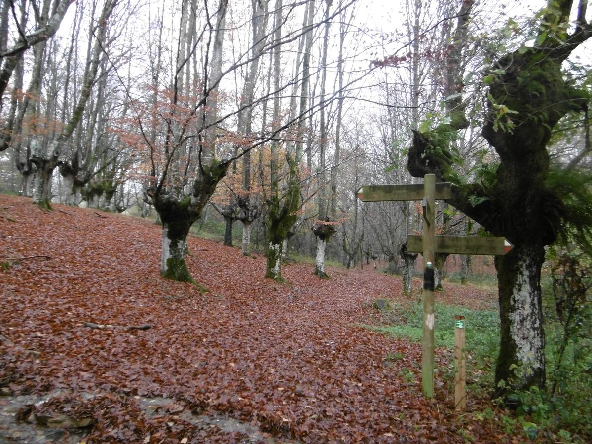 Hayedo de Illuntxo al atardecer. 