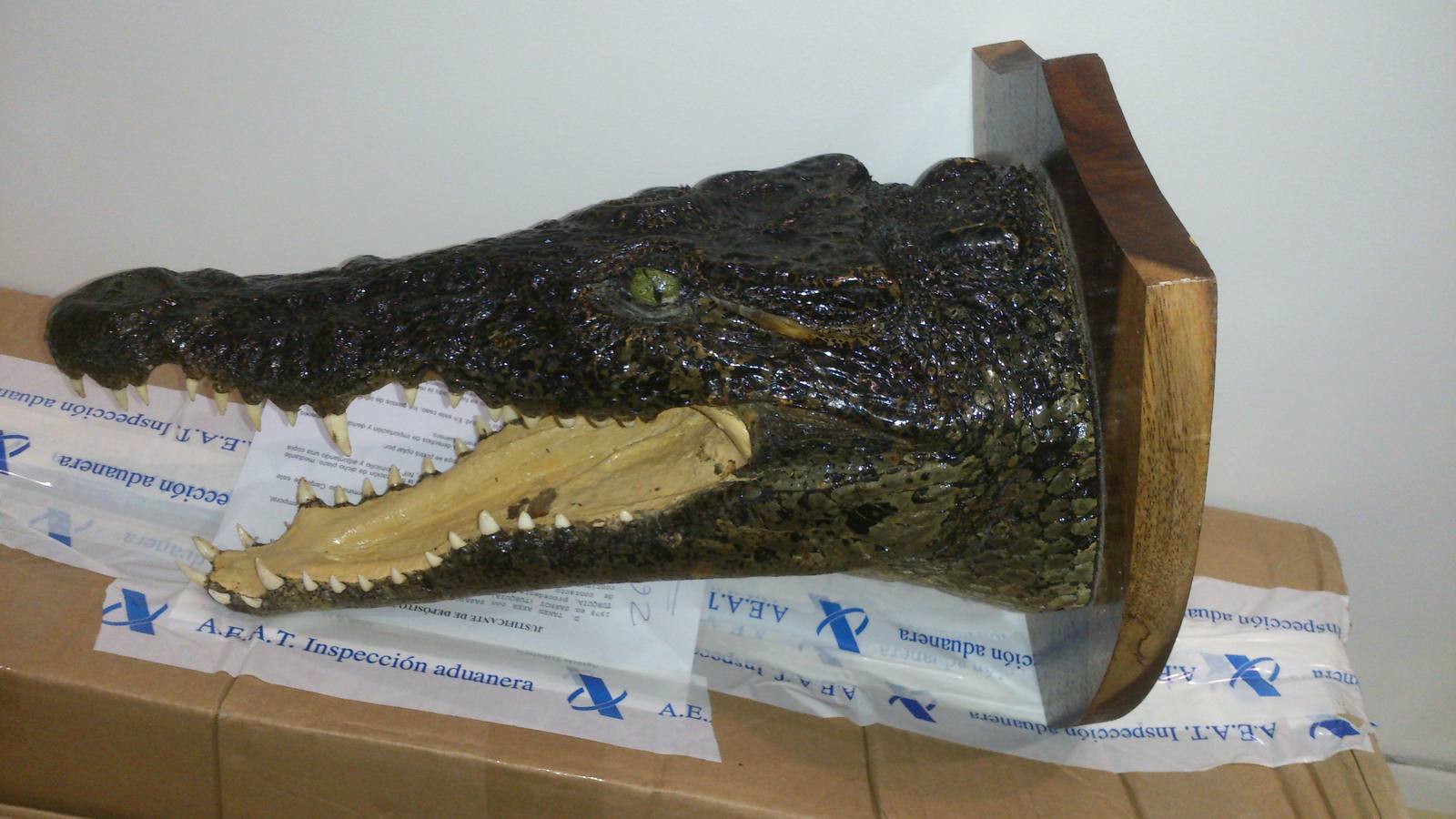 Cabeza de caimán con origen de Cuba.