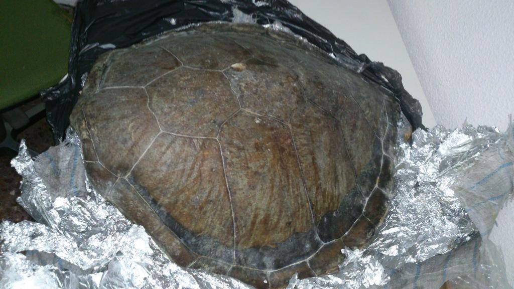 Caparazón de tortuga marina procedente de África.