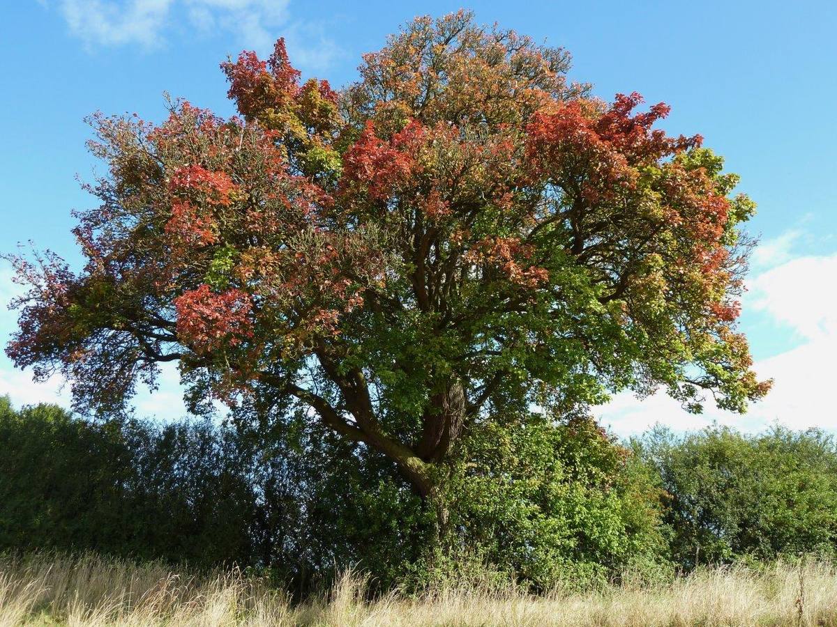 Inglaterra: Peral de Cubbington. Es un peral silvestre de 250 años elegido por los ingleses para ver si se salva así de la tala para dar paso a una nueva línea de tren.