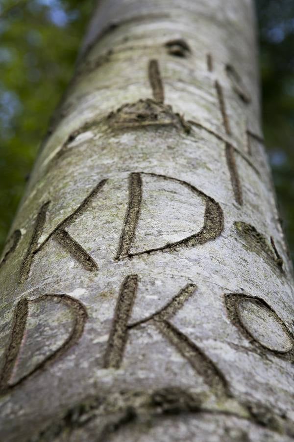 Irlanda: Haya de Ballina. El irlandés que la plantó en 1980 grabó en su ella los nombres de sus 12 nietos