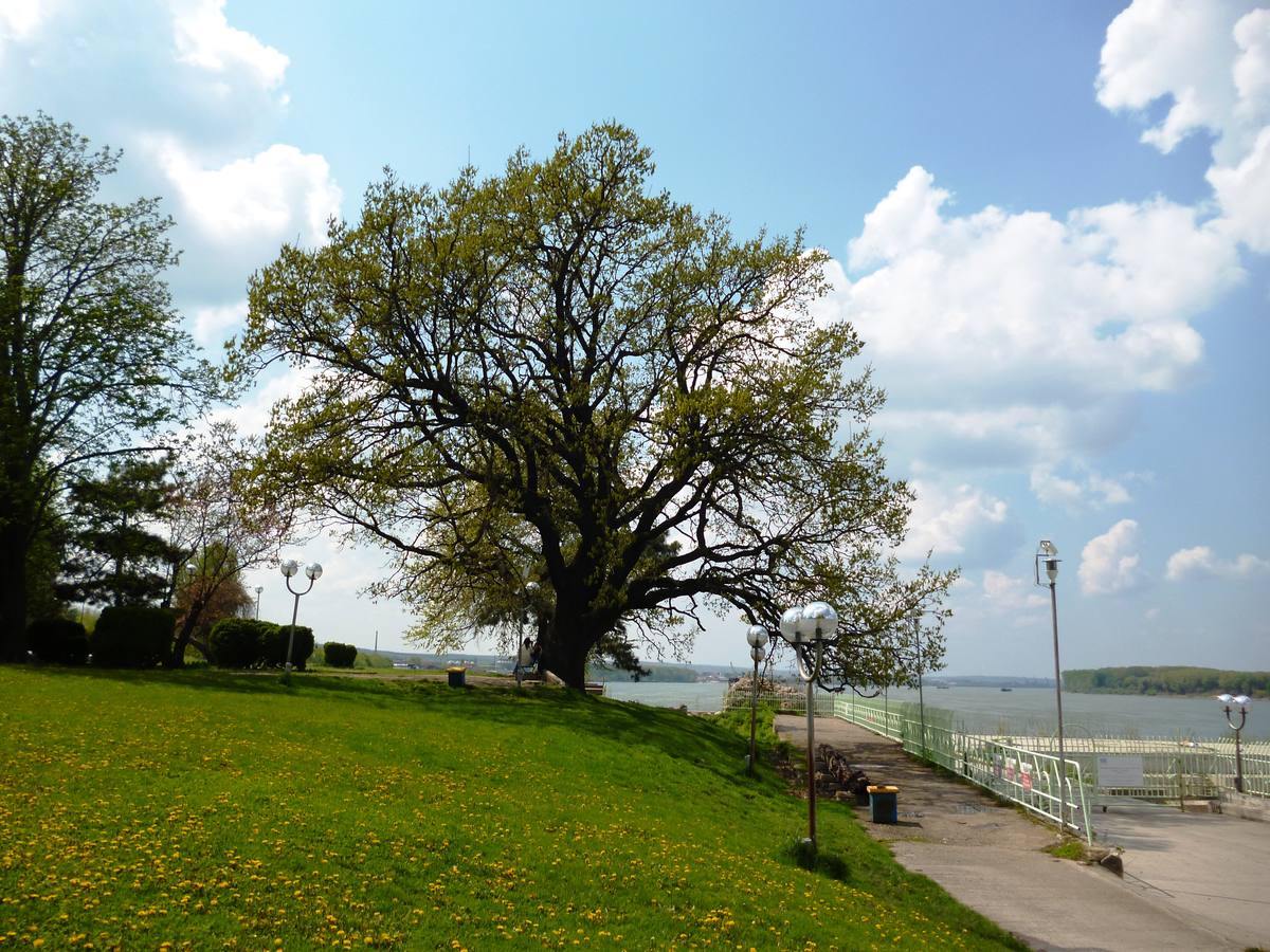 Bulgaria: Roble de Silistra. Se levanta en un parque a orillas del Danubio. Es monumento nacional.6. Tilo de Heede. Las parejas buscan su sombra para formalizar su relación. Tiene seis siglos de vida