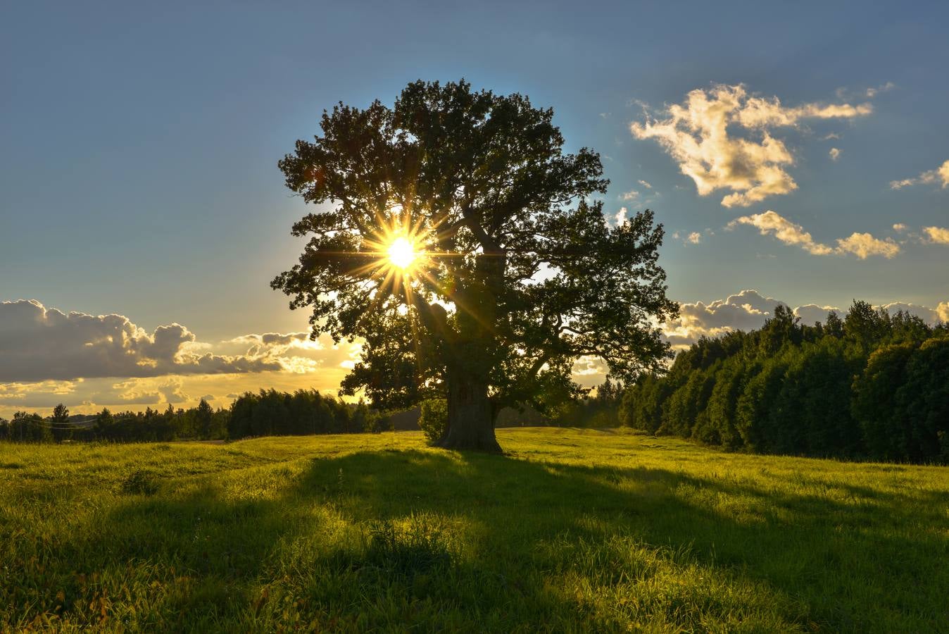 Estonia: Roble de Tamme-Lauri. Estonia se llevó el certamen del árbol europeo de 2015 con un roble plantado en mitad de un campo de fútbol. Ahora presenta otro mucho más anciano -se le atribuyen 700 años- y con numerosas cicatrices en su corteza producidas por los rayos. El árbol salía en los billetes de diez coronas