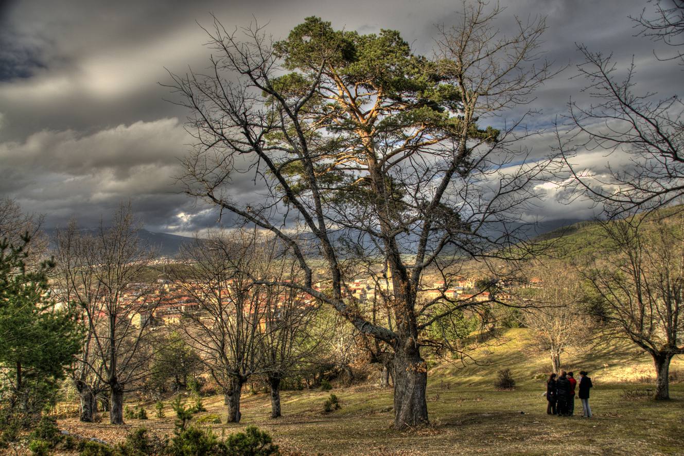 España: Pino-roble de Canicosa. El ejemplar que representa a España es un capricho de la naturaleza: un pino albar que ha crecido desde el interior de un roble. Está emplazado en el municipio burgalés de Canicosa, cerca de la linde con Soria, un territorio de tradición forestal en la comarca de la Sierra de la Demanda. Al roble se le calculan 250 años; su inquilino debe andar por los 130