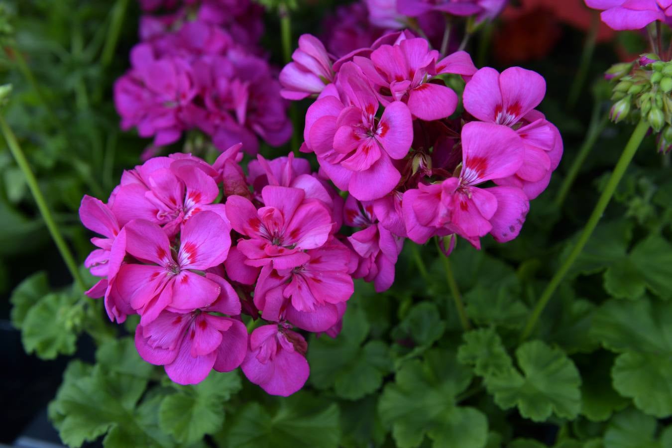 Mercado de las flores de El Arenal