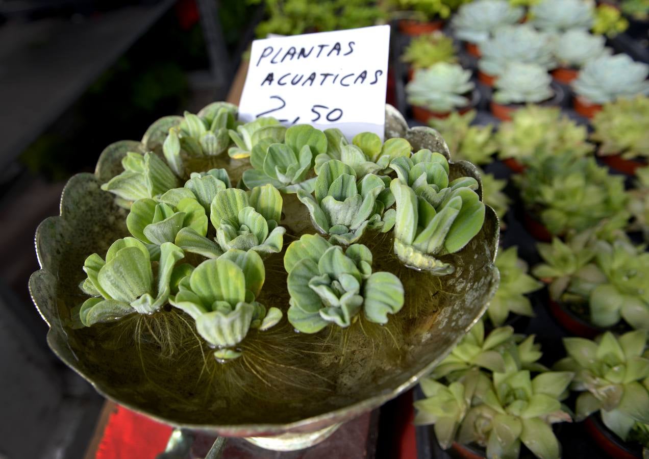 Mercado de las flores de El Arenal