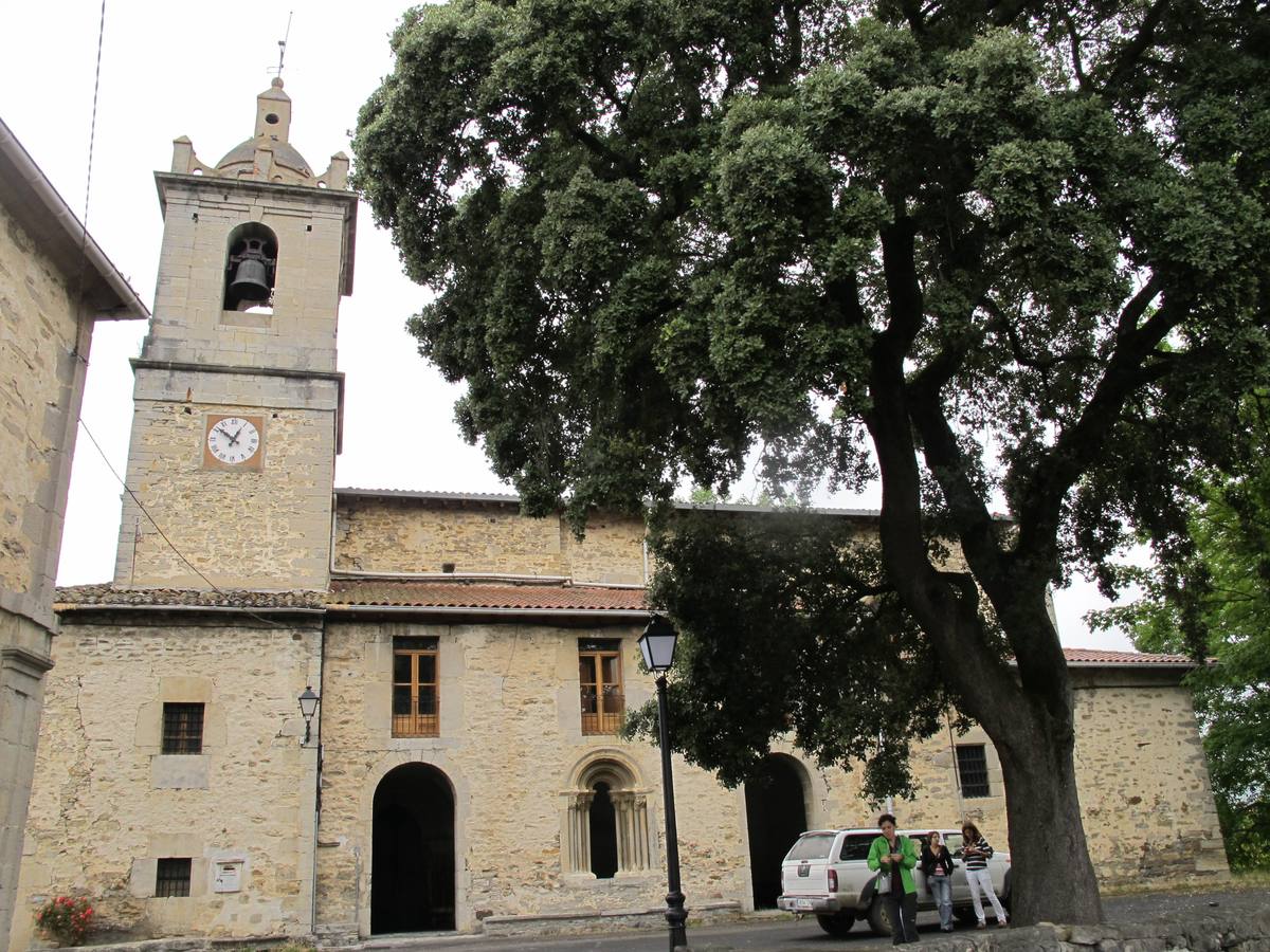 La gran encina de Lezama. En Lezama (Amurrio), encina junto a la parroquia de San Martín. Posee un valor paisajístico y cultural. Figura: Árbol singular