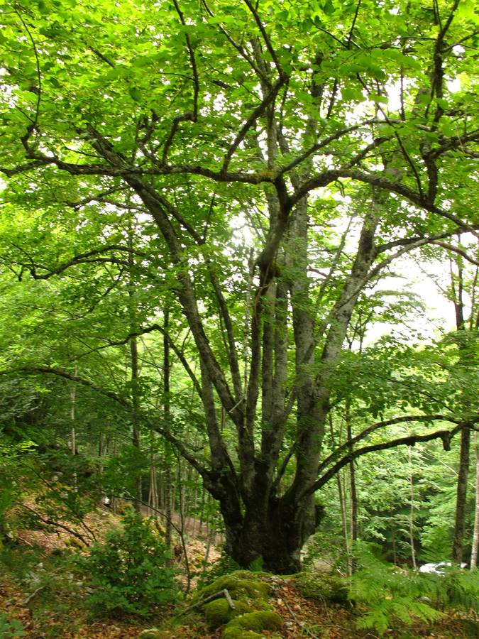 El tilo de Mairuelegorreta. En el municpio de Zigoitia, este tilo en el camino de Mairuelegorreta  destaca por su tamaño, valor paisajístico y visual.