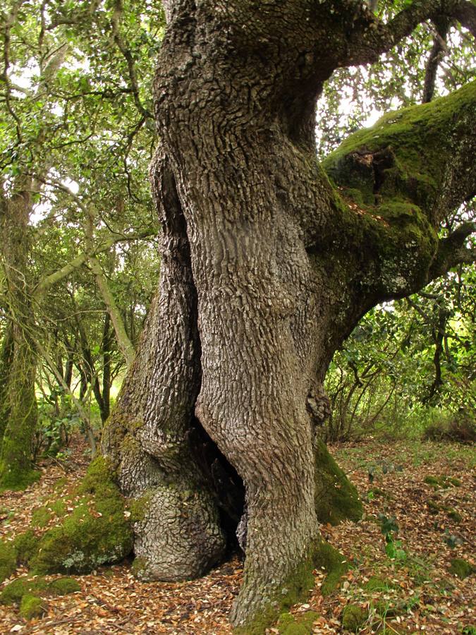 Encina en la Sierra de Badaia. En Hueto Abajo, esta encina escondida está propuesta para ser incluida como árbol singular, por su valor visual, su porte retorcido y su tronco hueco desde la base dañado por un rayo.