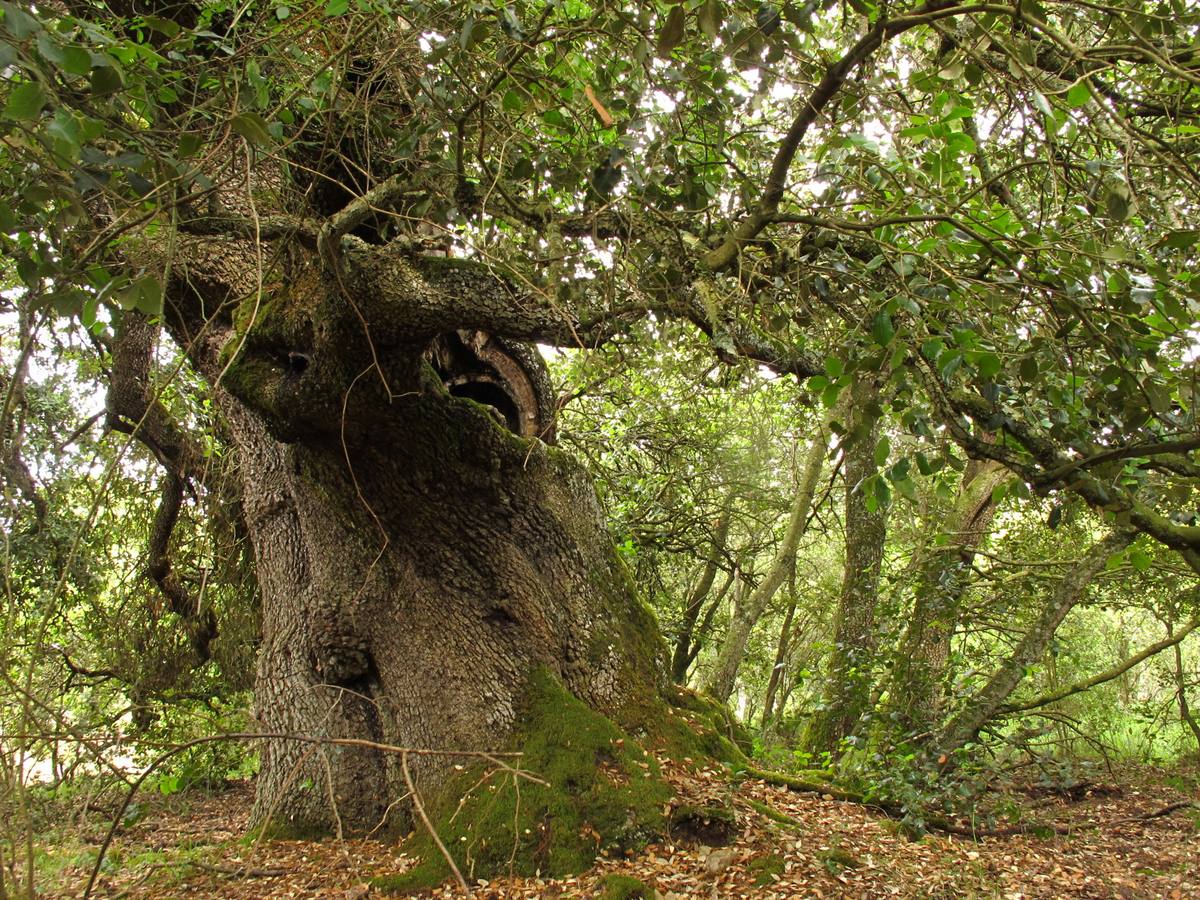 Encina en la Sierra de Badaia. En Hueto Abajo, esta encina escondida está propuesta para ser incluida como árbol singular, por su valor visual, su porte retorcido y su tronco hueco desde la base dañado por un rayo.