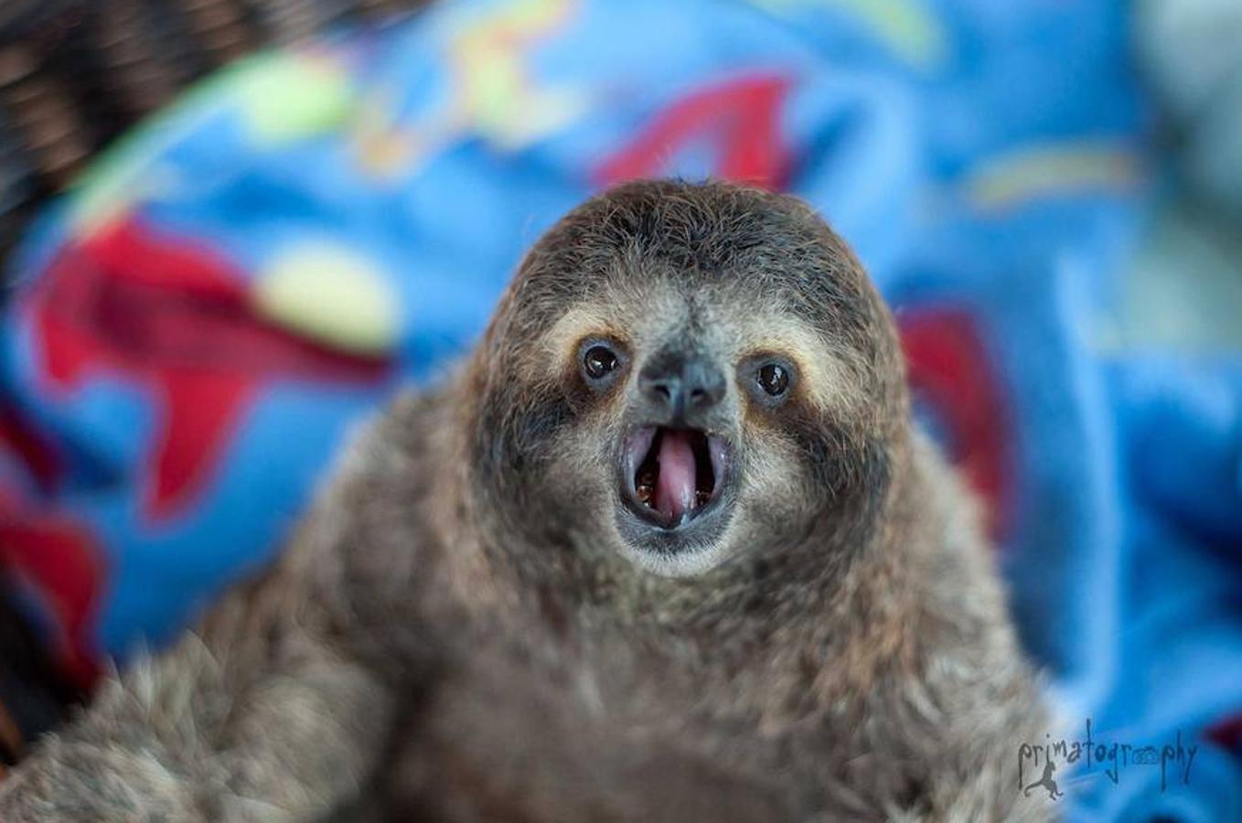 Los bebés perezosos más tiernos del planeta. La zoóloga estadounidense Sam Trull cofundó El Instituto de Perezosos donde se acogen a ejemplares heridos, pero sobre todo a crías huérfanas a las que alimentan y cuidan hasta que las liberan ya adultas