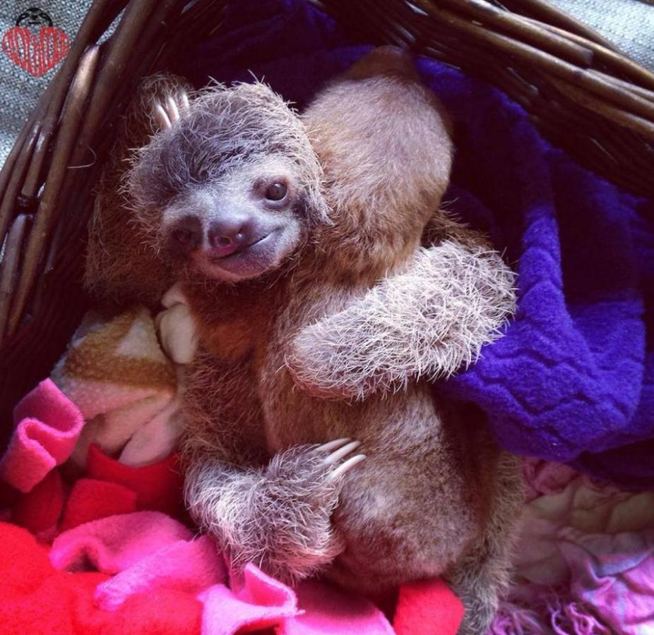 Los bebés perezosos más tiernos del planeta. La zoóloga estadounidense Sam Trull cofundó El Instituto de Perezosos donde se acogen a ejemplares heridos, pero sobre todo a crías huérfanas a las que alimentan y cuidan hasta que las liberan ya adultas