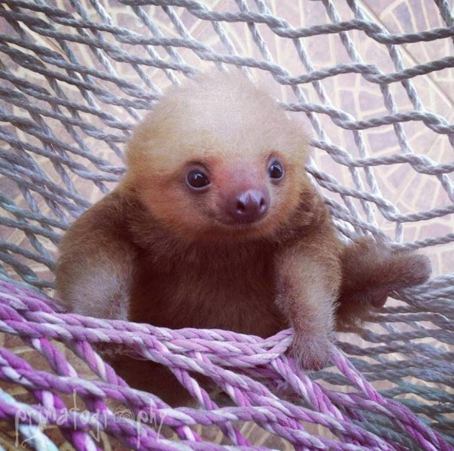 Los bebés perezosos más tiernos del planeta. La zoóloga estadounidense Sam Trull cofundó El Instituto de Perezosos donde se acogen a ejemplares heridos, pero sobre todo a crías huérfanas a las que alimentan y cuidan hasta que las liberan ya adultas