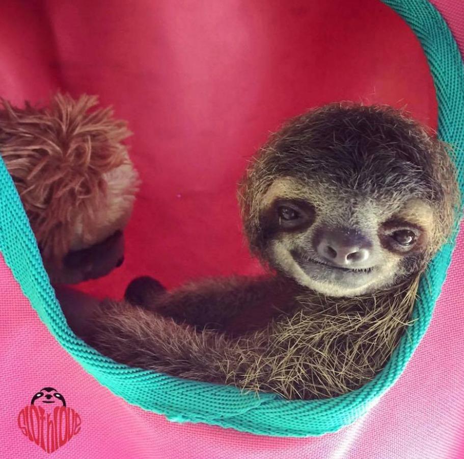 Los bebés perezosos más tiernos del planeta. La zoóloga estadounidense Sam Trull cofundó El Instituto de Perezosos donde se acogen a ejemplares heridos, pero sobre todo a crías huérfanas a las que alimentan y cuidan hasta que las liberan ya adultas